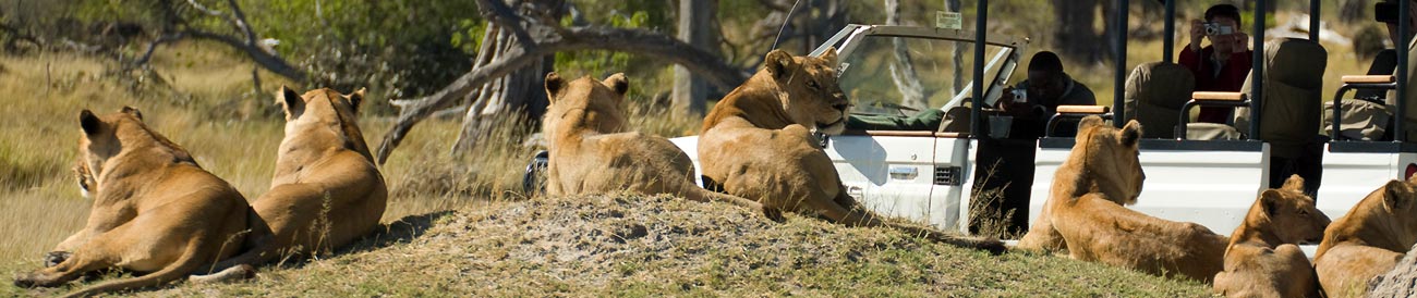 Okavango, Moremi and Savute Safari